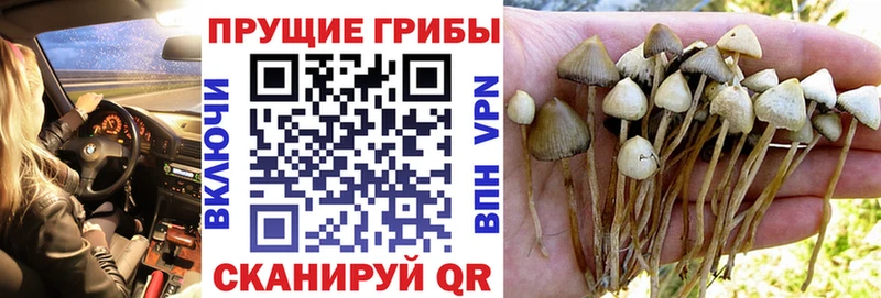 Псилоцибиновые грибы MAGIC MUSHROOMS  Купить  Котлас 